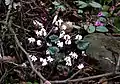 Cyclamen coum subsp. coum f. pallidum (weiße Blüten mit dunkler Zeichnung)