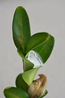 Überwinterungs­kokon zwischen Buchsbaum­blättern