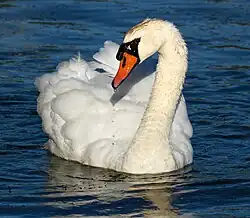 Höckerschwan (Mute swan)