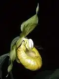Cypripedium calceolus var. viridiflorum