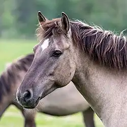 Flehmendes Wildpferd im Merfelder Bruch, Dülmen