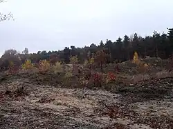 Spätherbstliche Stimmung im Naturentwicklungsgebiet Zwarte Berg