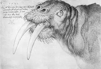 Kopf eines Walrosses (Albrecht Dürer)