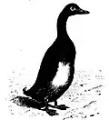 Pinguinente