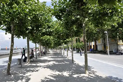 Blätterdach der Platanenallee am Rathausufer