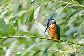 Eisvogel am Urdenbacher Altrhein
