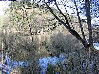 Verlandungszone am Nordufer des Jägerweihers