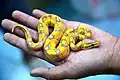 Coral Glow Ball Python