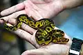 Gravel Clown ball python.