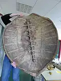 Historische Naturaliensammlung, Rückenpanzer einer Schildkröte von innen