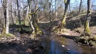 Der Warenbach bildet hier die Nordgrenze des Naturschutzgebiets (Blick- und Fließrichtung von West nach Ost)