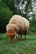 Mutterschaf, grasend