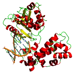DNA-Polymerase