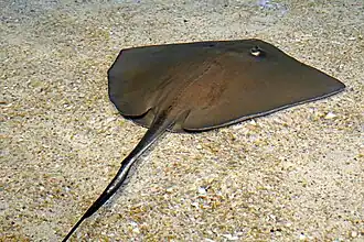 Amerikanischer Stechrochen