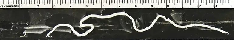 Dracunculus insignis, der Erreger der Drakunkulose