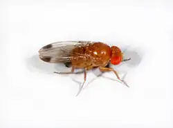 Drosophila suzukii&nbsp;– Männchen