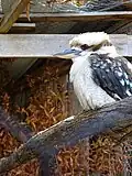 Lachender Hans (Kookaburra)