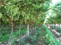 Dachlaubenerziehung mit Tafeltrauben in Südafrika