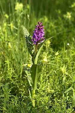 1989 Breitblättriges Knabenkraut