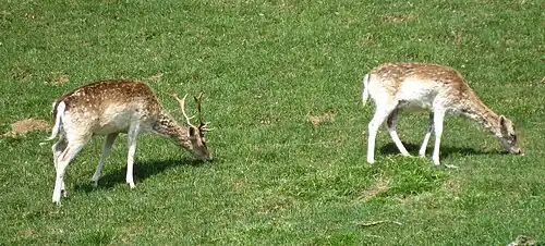 Damwild, Männchen und Weibchen