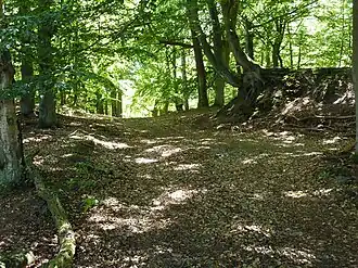 Weg über die ursprüngliche Küstenkante des Altdarßes, von der gegenwärtigen Küstenlinie ca. 6 km entfernt