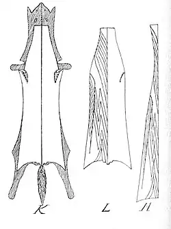 V-Schnitt (oben und Seite) und erweiterter W-Schnitt, rechts genäht (Zobel)