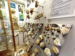 Im Riffmuseum Gerstetten