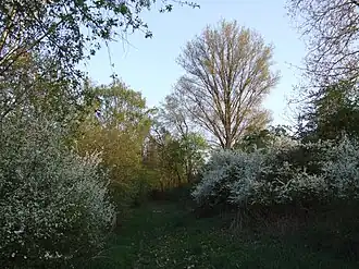 Das Waldstück westlich des Speyerlachsee und rechts der Geländeversprung