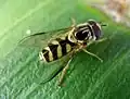 Dasysyrphus albostriatus ♂