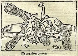 Holzschnitt mit Untertitel „De Graculo et Pavone“.