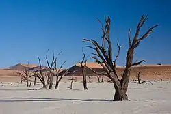Dead Vlei