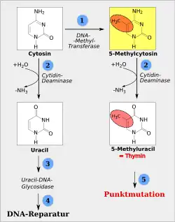 Folgen der Desaminierung, siehe nebenstehenden Text