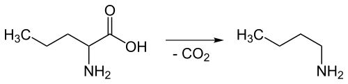 Decarboxylierung von Norvalin zu n-Butylamin