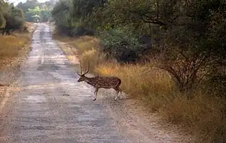 Axishirsch (Chital) im Sariska-Nationalpark