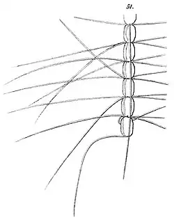 C. crinitus F.Schütt, 1895 H. Mohn et&nbsp;al.