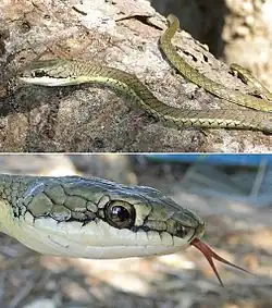 Timor-Bronzenatter in Lore