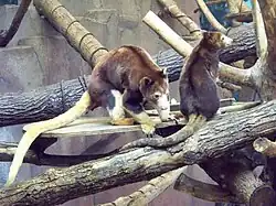 Matschie-Baumkängurus