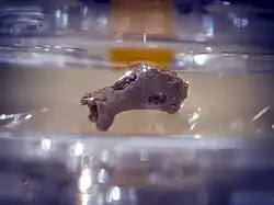 Fossil Denisova 5: In der Denissowa-Höhle gefundener Zehenknochen (Grundglied) eines Neandertalers mit Beprobungsspuren (Original)