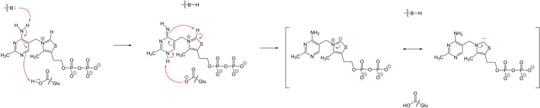 Deprotonierung von Thiaminpyrophosphat mithilfe einer Base