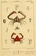 Derilambrus angulifrons (Latreille, 1825) & Parthenopoides massena (Roux, 1830) Lithografie von Jean Louis Florent Polydore Roux