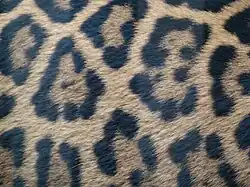 Jaguar (mit Füllflecken)