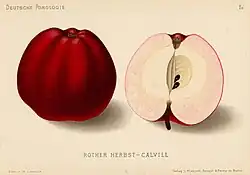 Rother Herbst-Calvill aus "Deutsche Pomologie" 1882