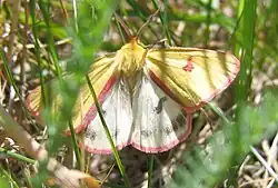 Rotrandbär (Diacrisia sannio), Männchen, die Hinterflügel zeigend