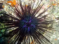 Diadema antillarum, Teneriffa