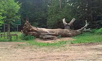 Gefällte Dicke Eiche am Südosthang