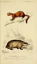 Baummarder und Dachs im Dictionnaire universel d'histoire naturelle illustriert von Meunier