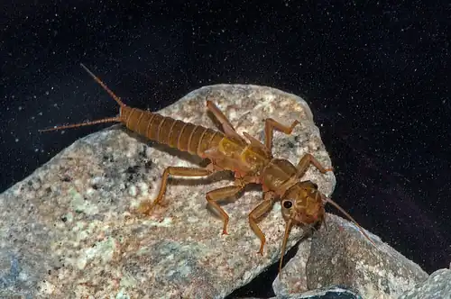 Steinfliegenlarve der Art Dictyogenus fontium. Laut Schweizer Roter Liste ist die Art potenziell gefährdet.