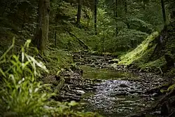 Die Wisper in Heidenrod