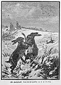 Ein Hasenduell aus: Die Gartenlaube (1887)