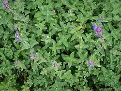 Echte Katzenminze (junge Blätter auch als Salat)